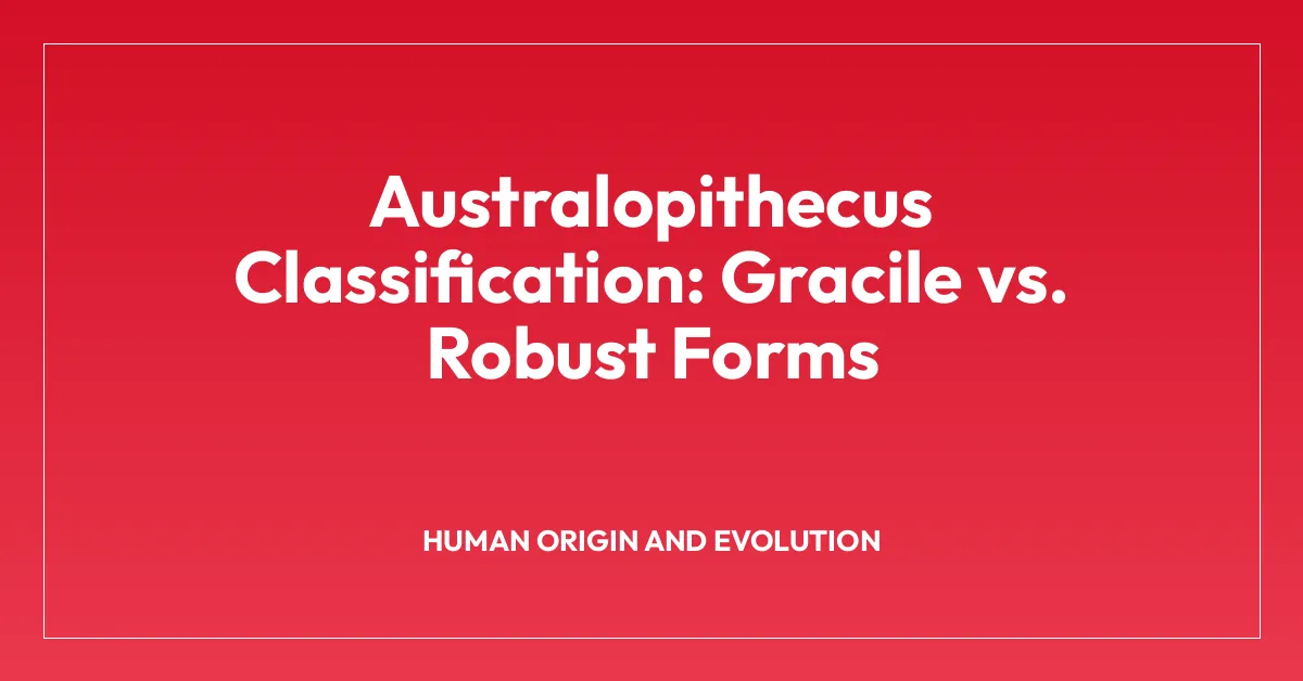 Australopithecus Classification: Gracile vs. Robust Forms